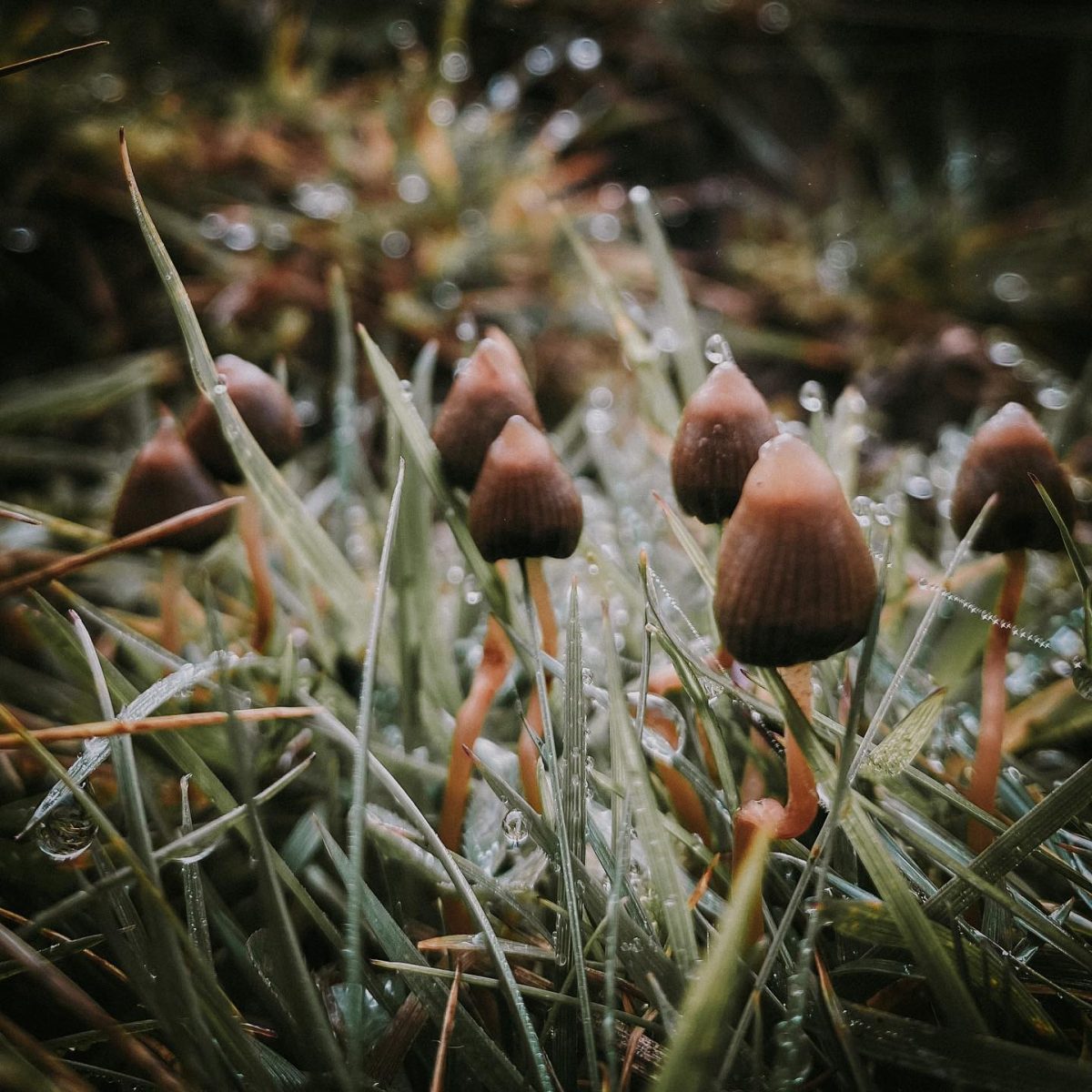 Pilze, Mushrooms, Nordic Tattooinspiration