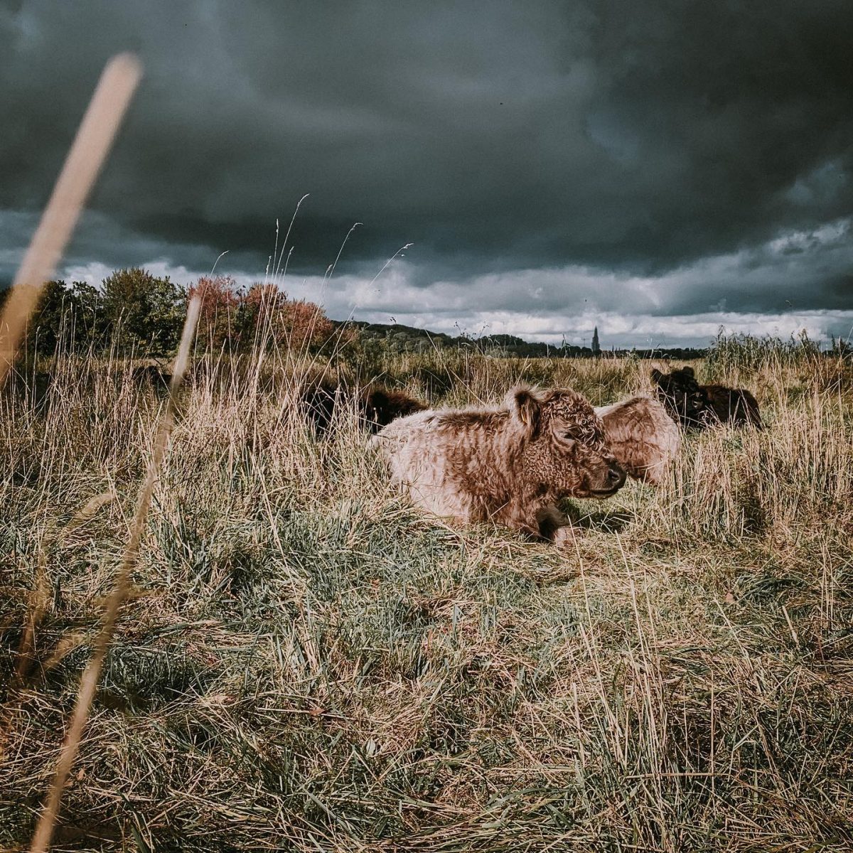 Wikingerdorf Haithabu, Nordic Tattoo