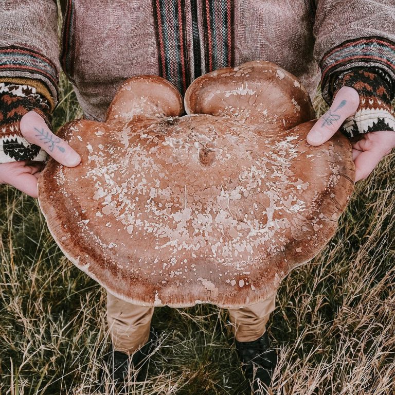 ‚Fomitopsis betulina‘ (Birkenporling / birch polypore)
